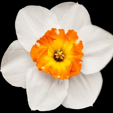 Houston 15 ml - Afbeelding 4