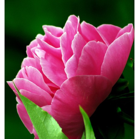 Linet 15 ml - Afbeelding 6