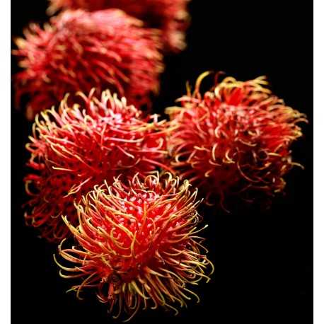 Linet 15 ml - Afbeelding 7