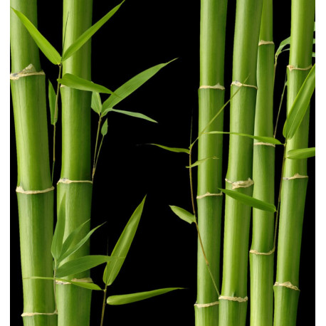 Kara 15 ml - Afbeelding 6