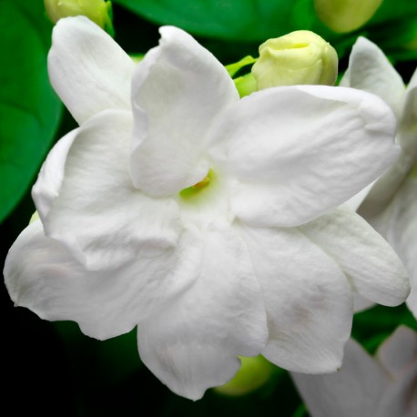 Mía 15 ml - Afbeelding 4