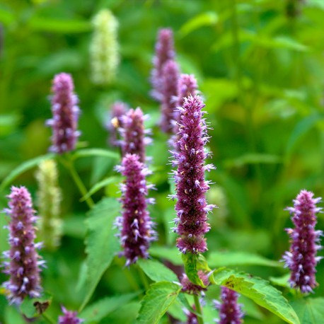 Oud gem 15 ml - Afbeelding 4