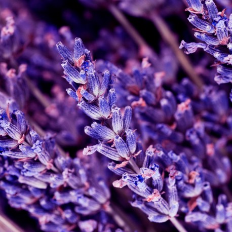 Oud gem 15 ml - Afbeelding 5