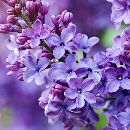 Silk Elixir 15 ml - Afbeelding 3