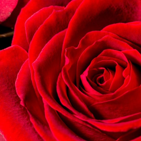 Silk Elixir 15 ml - Afbeelding 5